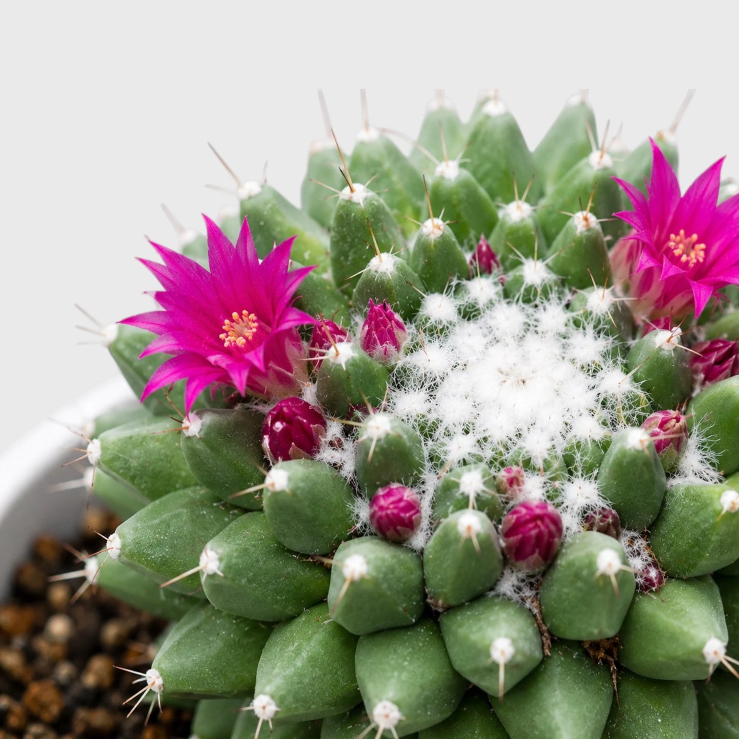 Mammillaria Polythele with beautiful pink flowers