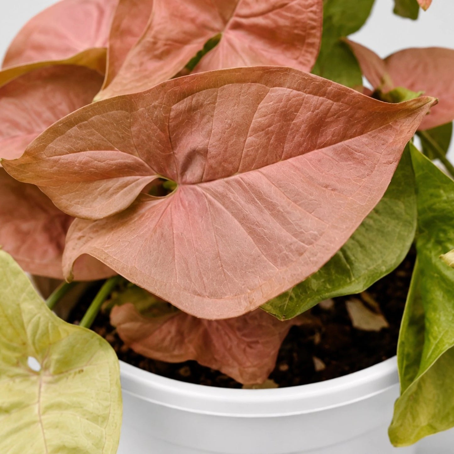 Syngonium Pink – Pink Arrowhead Plant | Easy Care Indoor Foliage Plant | Perfect for Home Decor