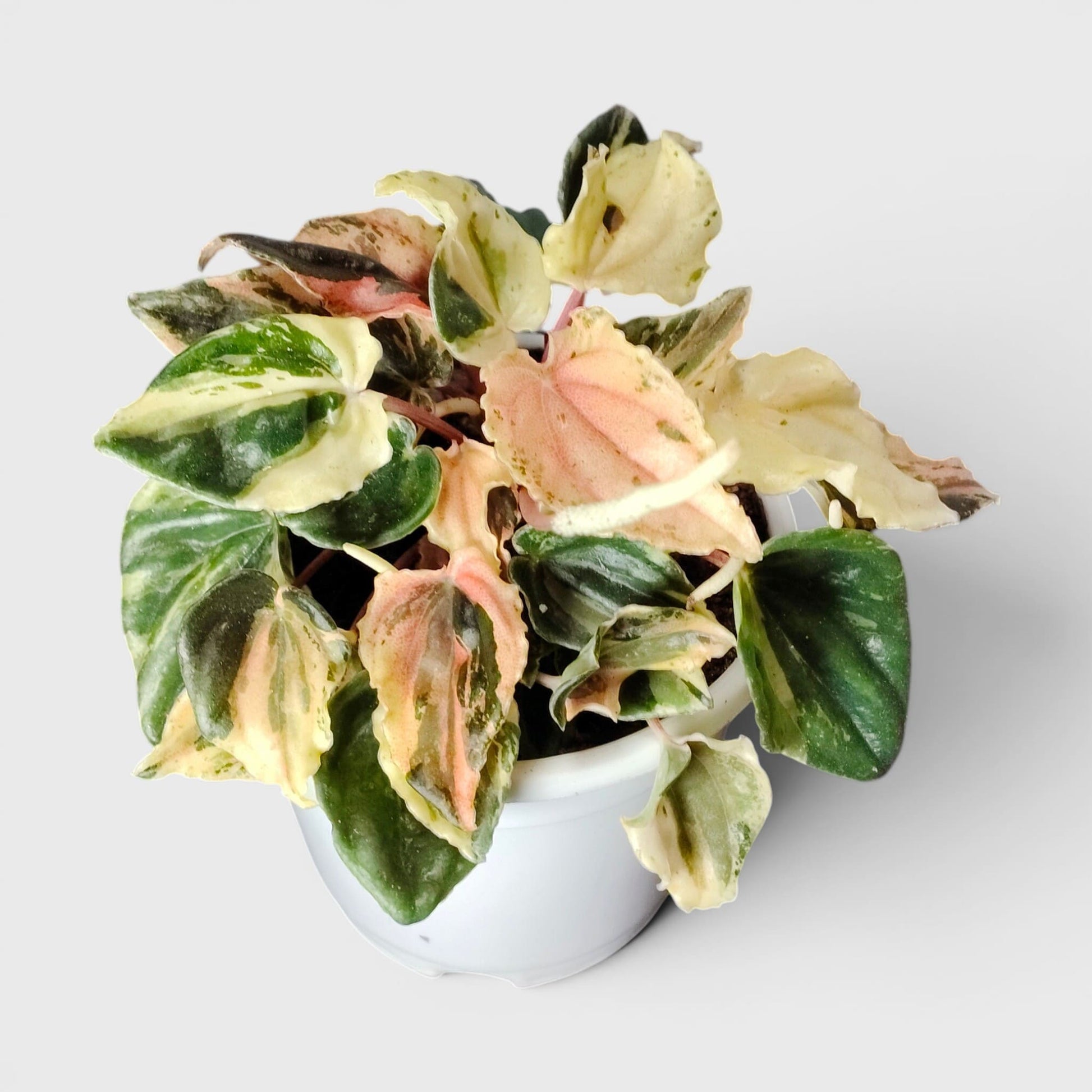Peperomia Caperata ‘Pink Lady’ Variegated – Compact Indoor Foliage Plant