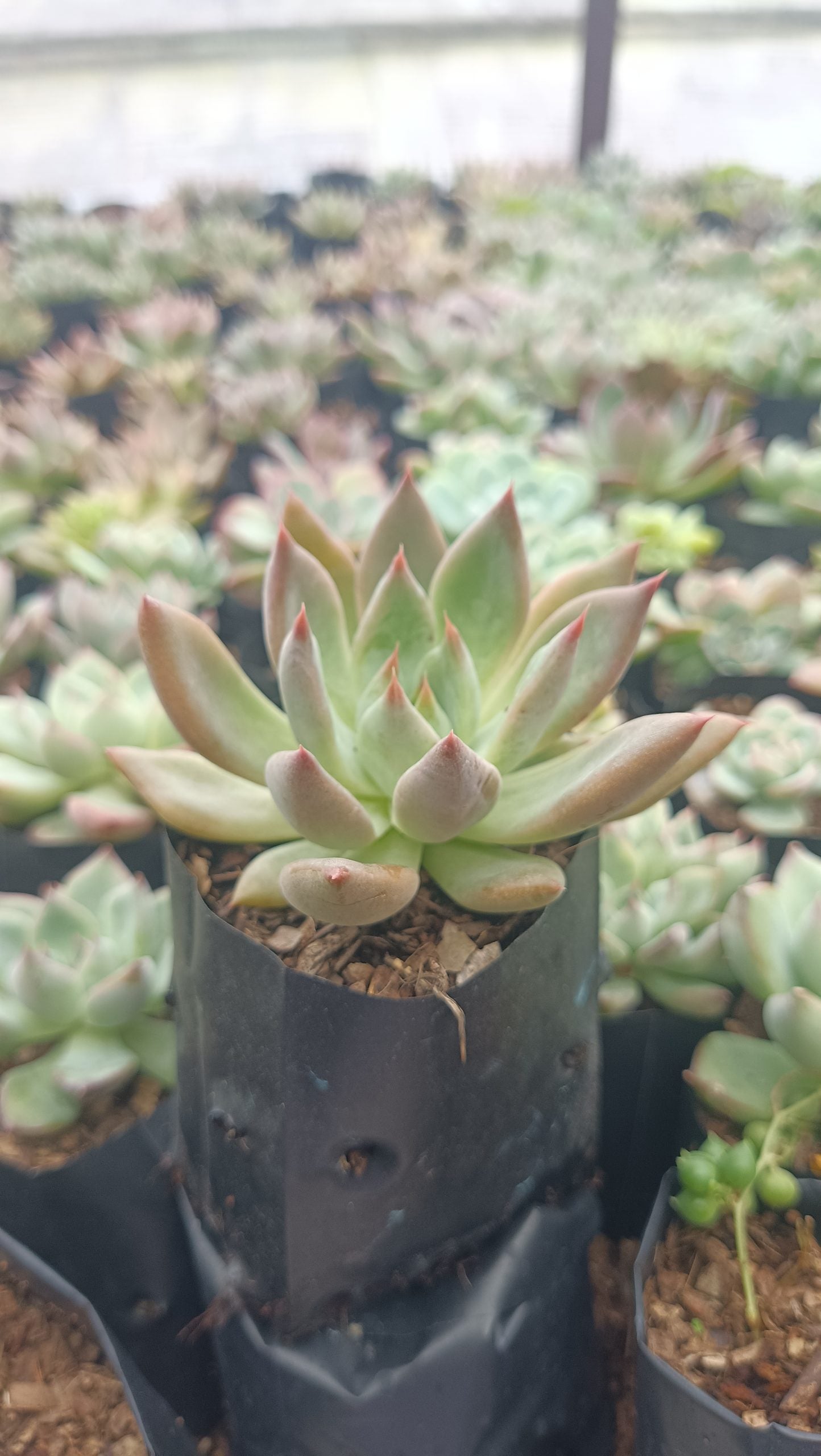 Pink Pachyphytum Hookeri Succulent – Low - Maintenance, Pastel Pink Moonstone Plant for Home, Office, and Garden Decor - My Store