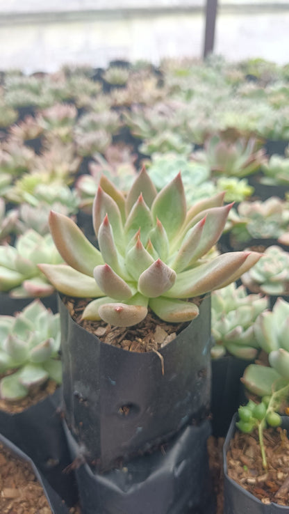 Pink Pachyphytum Hookeri Succulent – Low - Maintenance, Pastel Pink Moonstone Plant for Home, Office, and Garden Decor - My Store