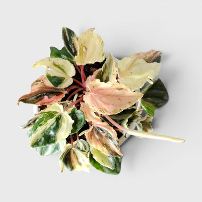 Peperomia Caperata ‘Pink Lady’ Variegated – Compact Indoor Foliage Plant