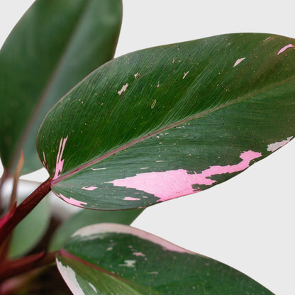 Philodendron Pink Princess | Rare Pink Variegated Mature Live Plant