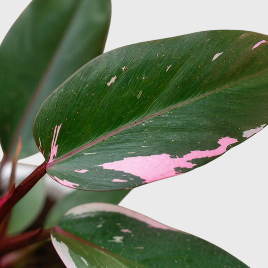 Philodendron Pink Princess | Rare Pink Variegated Mature Live Plant