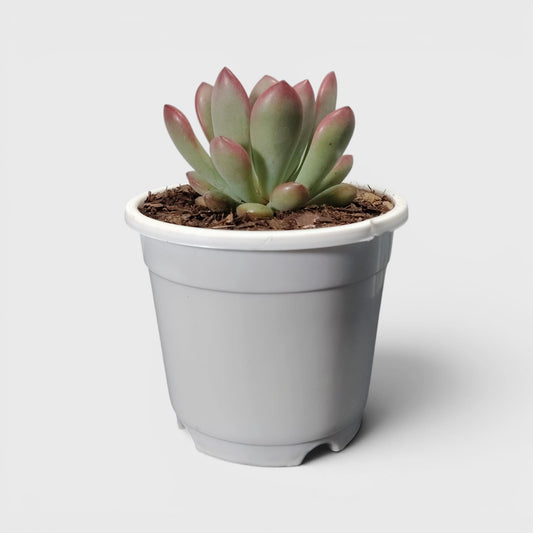 Graptoveria Torres – Rare Rosette Succulent | Compact Indoor Plant | Bare Rooted