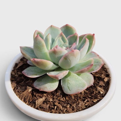 Echeveria Moon Fairy – Rare Pastel Rosette Succulent Indoor Plant | Bare Rooted