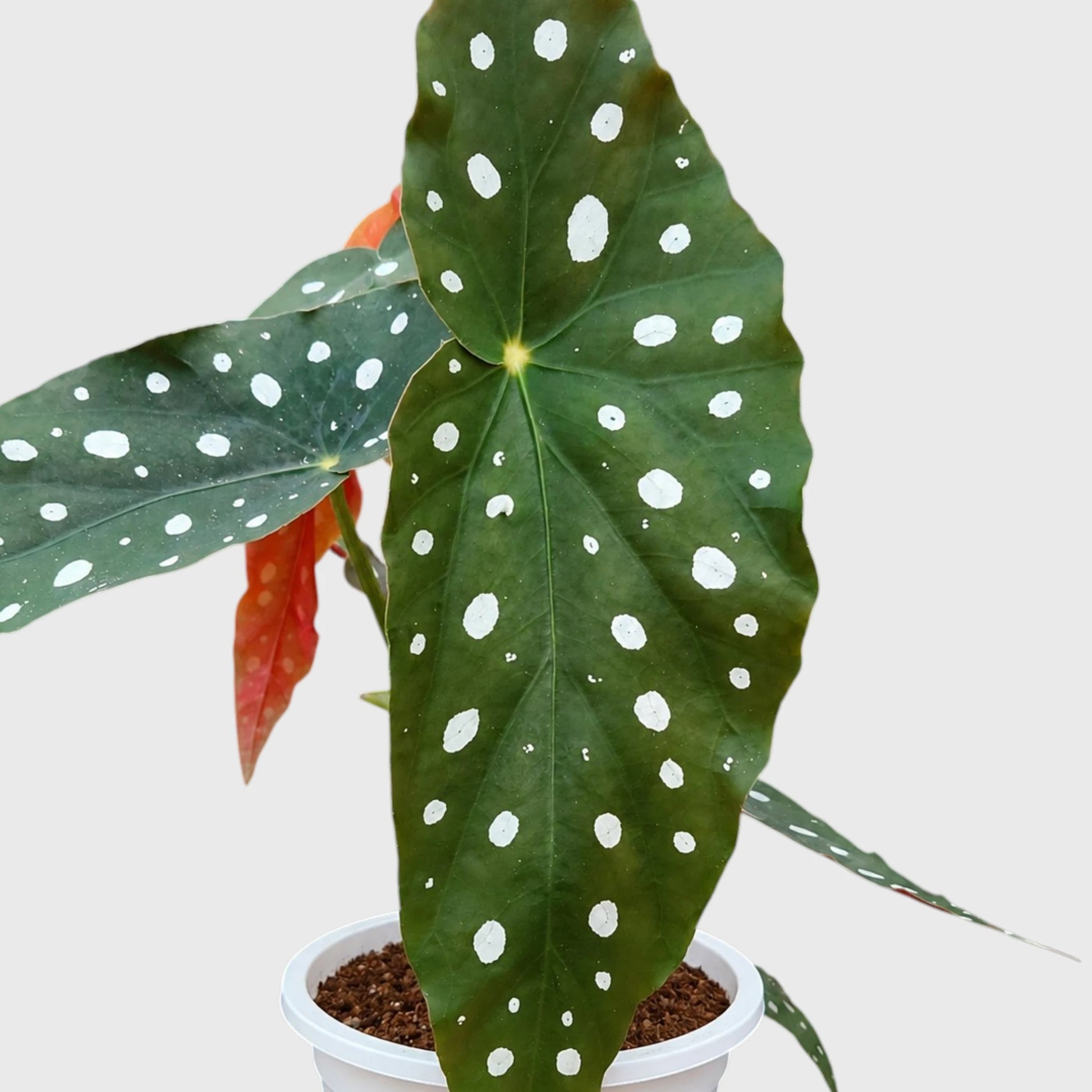 Begonia Maculata (Polka Dot Begonia) | Mature Indoor Plant