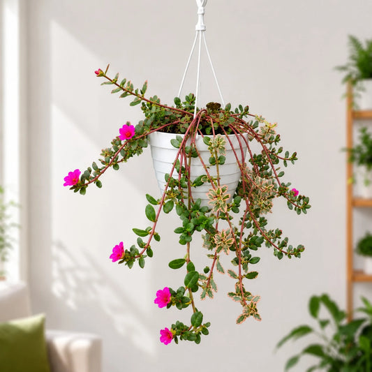 Portulaca oleracea 'Variegata' – Variegated Purslane Hanging Plant