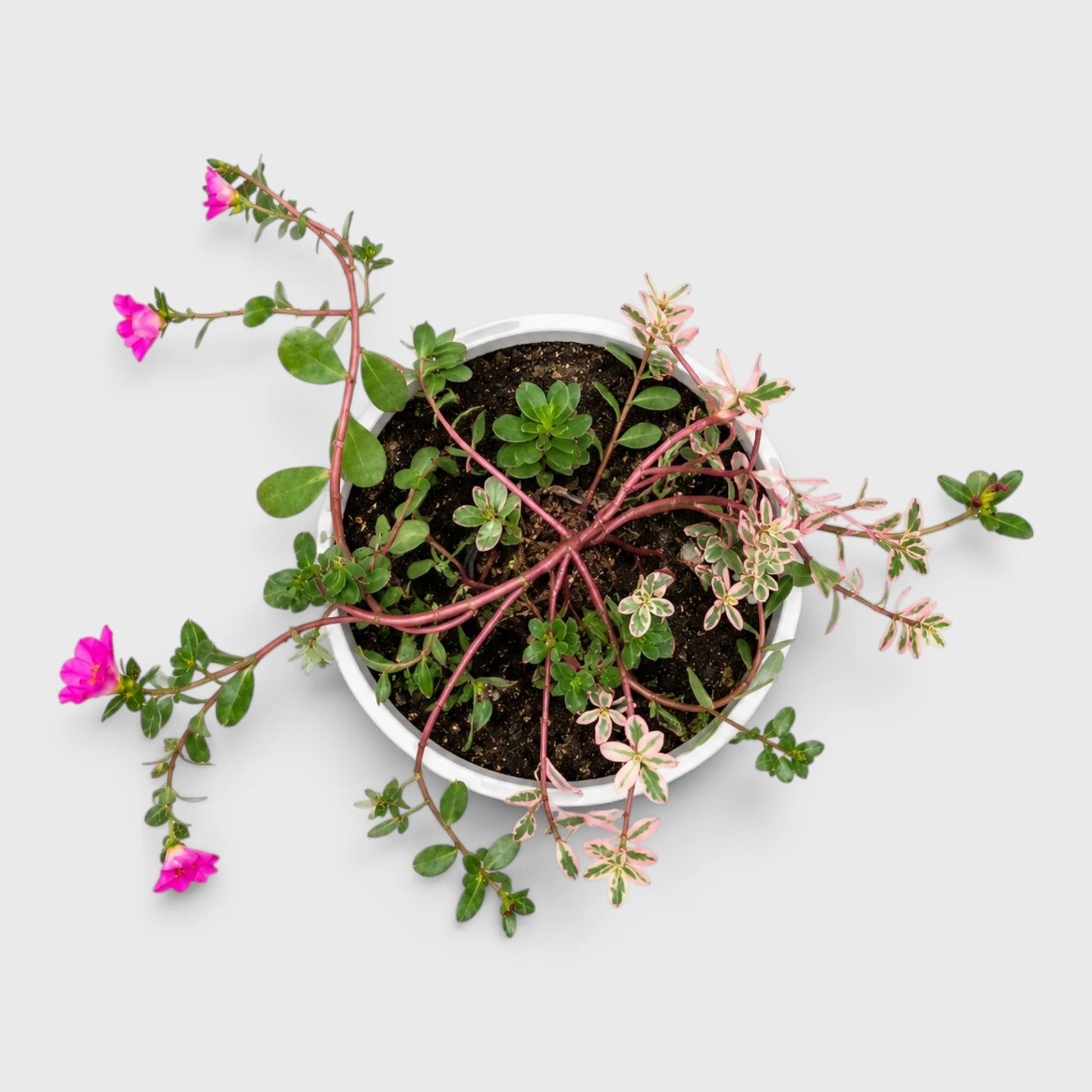 Portulaca oleracea 'Variegata' – Variegated Purslane Hanging Plant