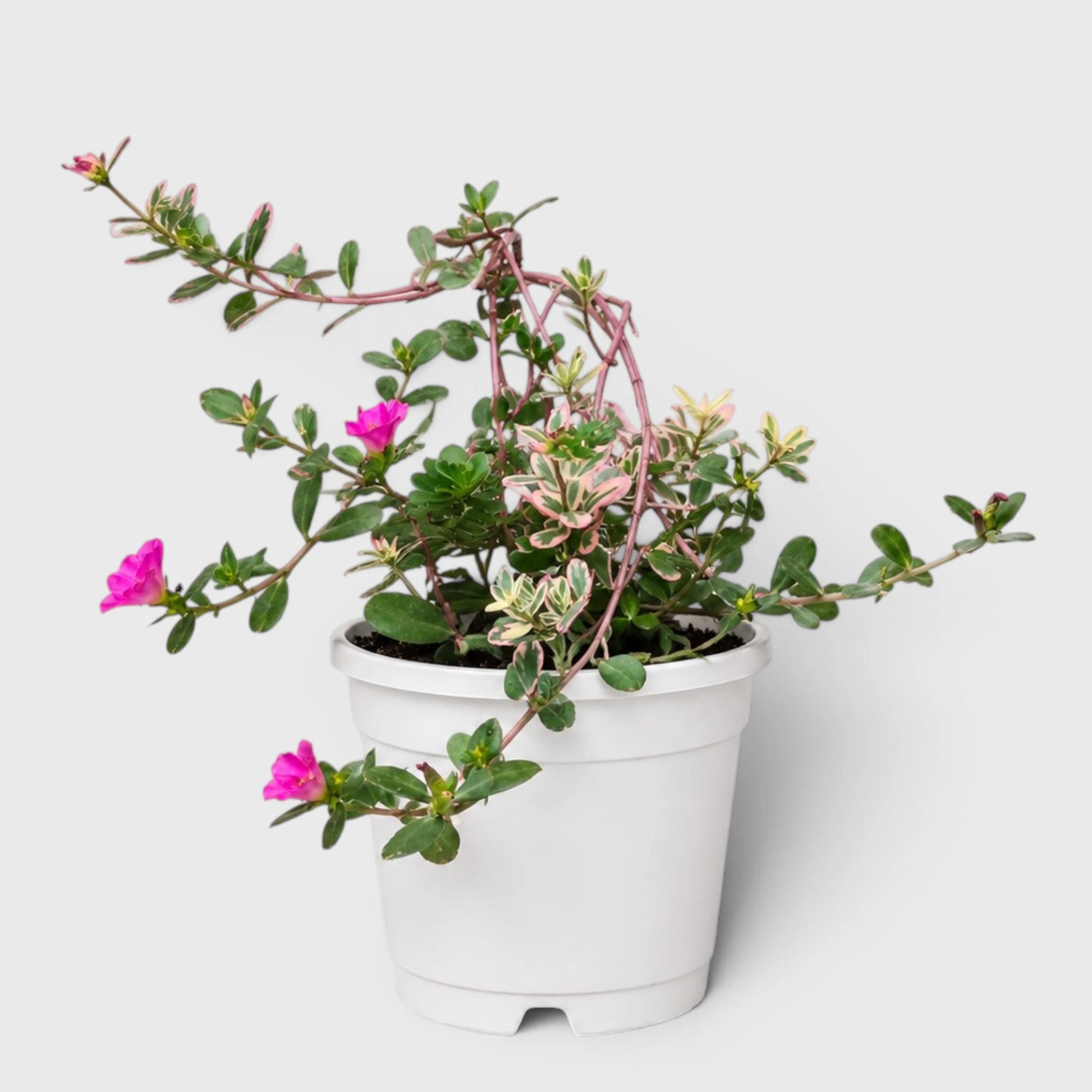 Portulaca oleracea 'Variegata' – Variegated Purslane Hanging Plant