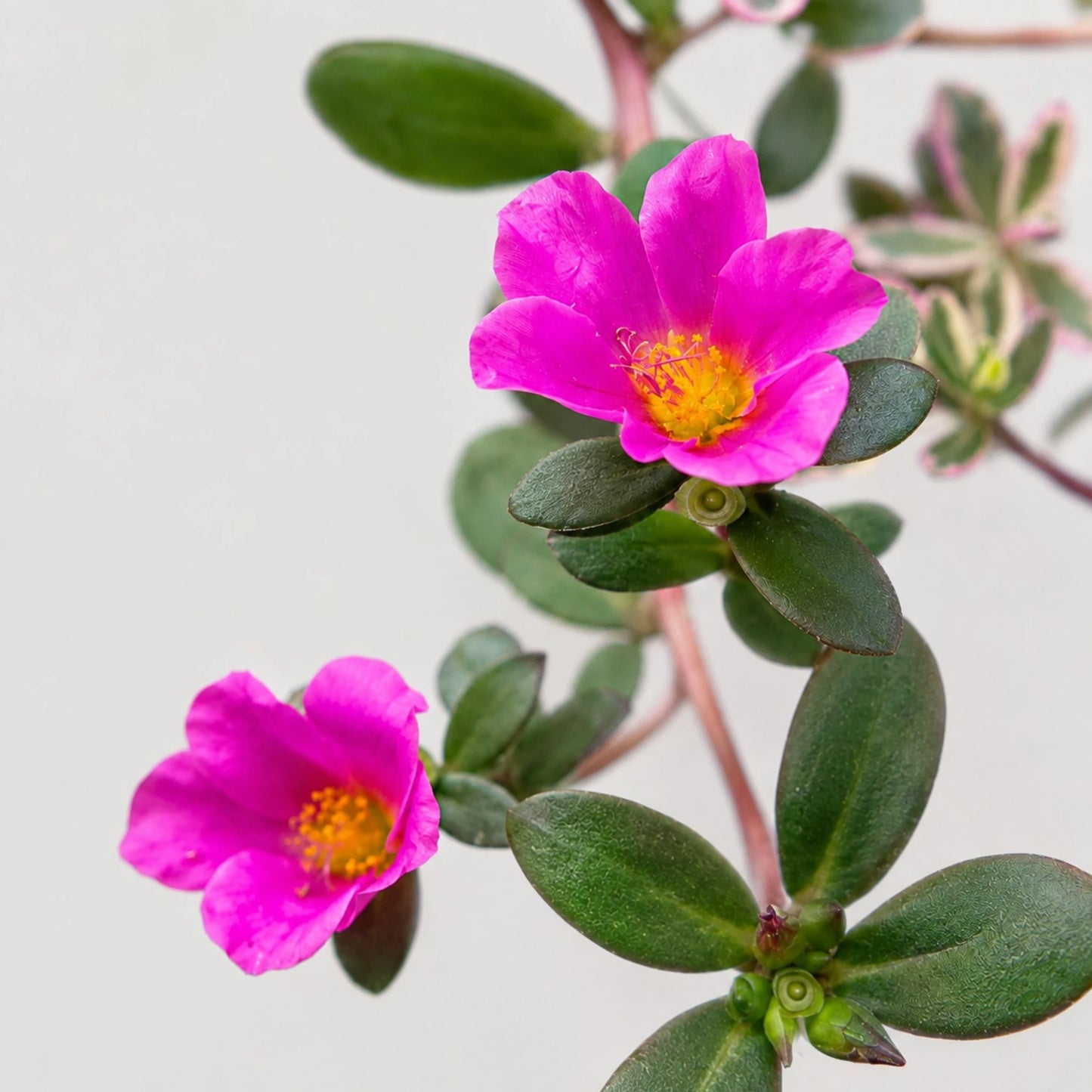 Portulaca oleracea 'Variegata' – Variegated Purslane Hanging Plant