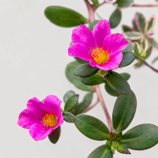 Portulaca oleracea 'Variegata' – Variegated Purslane Hanging Plant