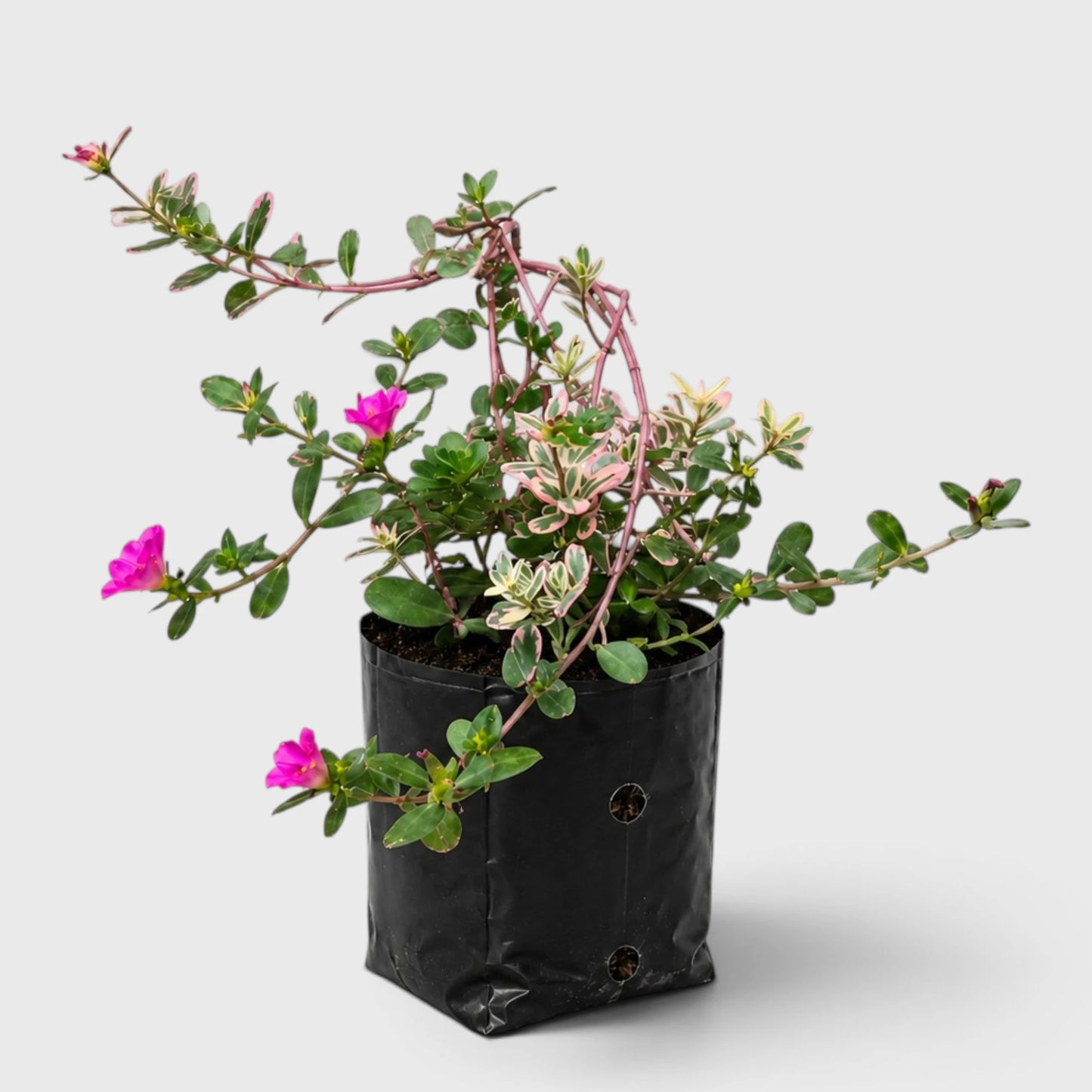 Portulaca oleracea 'Variegata' – Variegated Purslane Hanging Plant