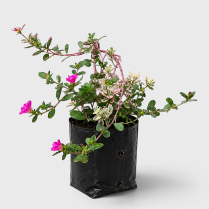 Portulaca oleracea 'Variegata' – Variegated Purslane Hanging Plant