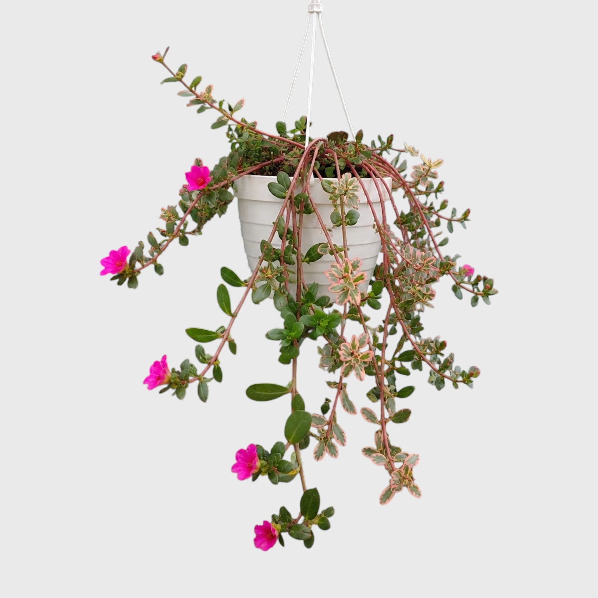 Portulaca oleracea 'Variegata' – Variegated Purslane Hanging Plant