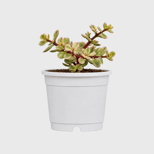 Good Luck Mini Jade Plant (Portulacaria Afra Variegated)