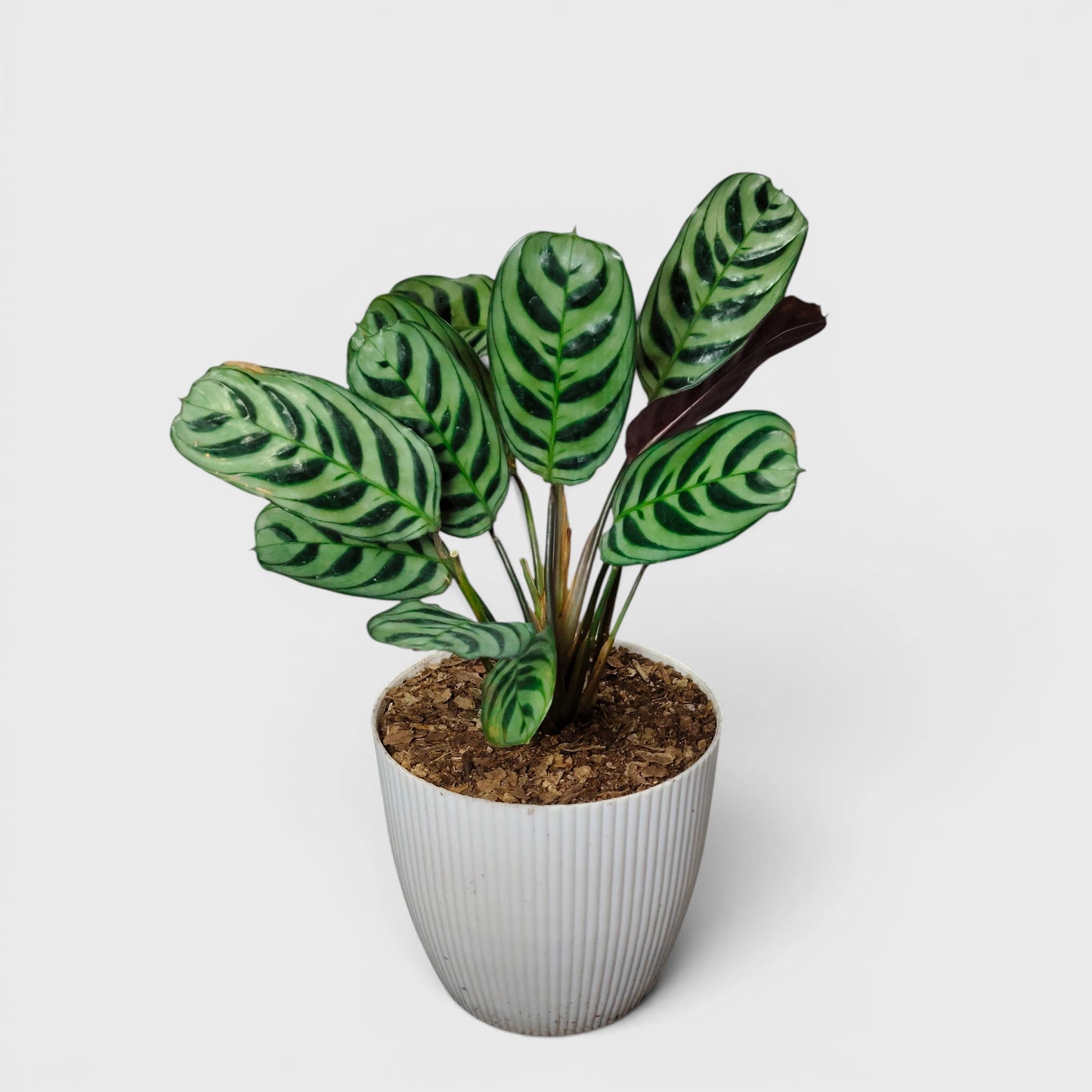 Ctenanthe Burle Marxii – Fishbone Prayer Plant for Home & Office