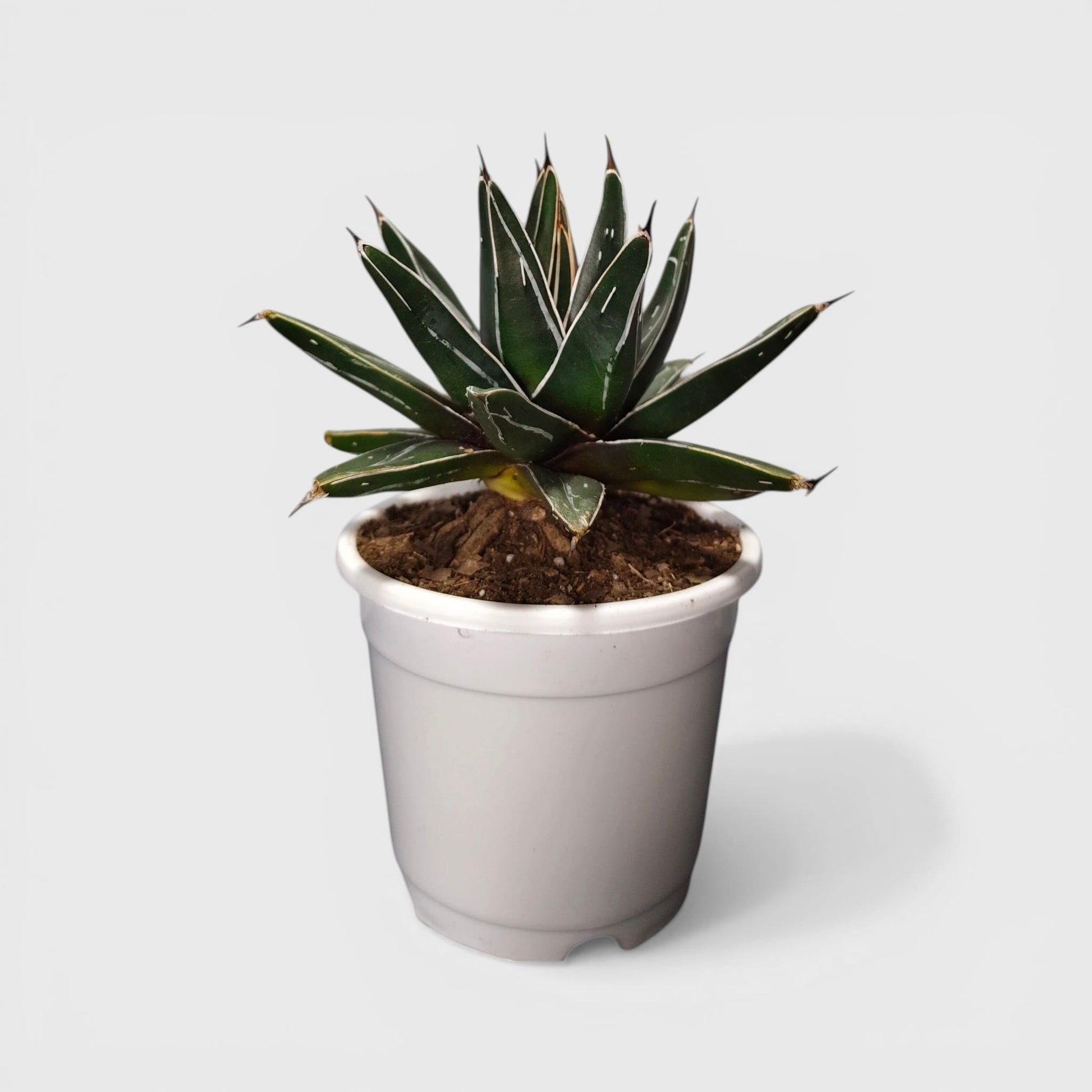 Premium agave succulent indoor décor