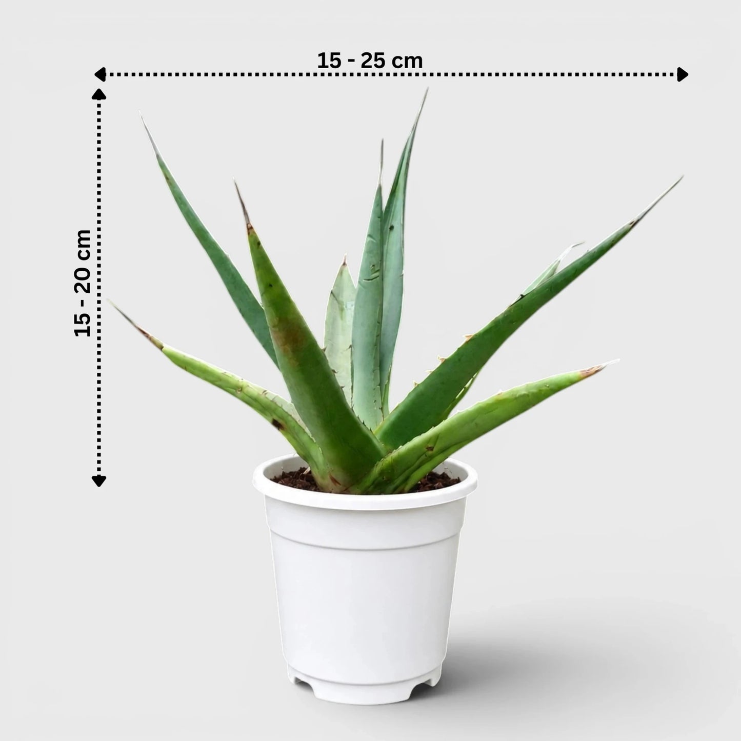 Rare Agave Purpusorum | Large Well Rooted Mature Succulent Plant