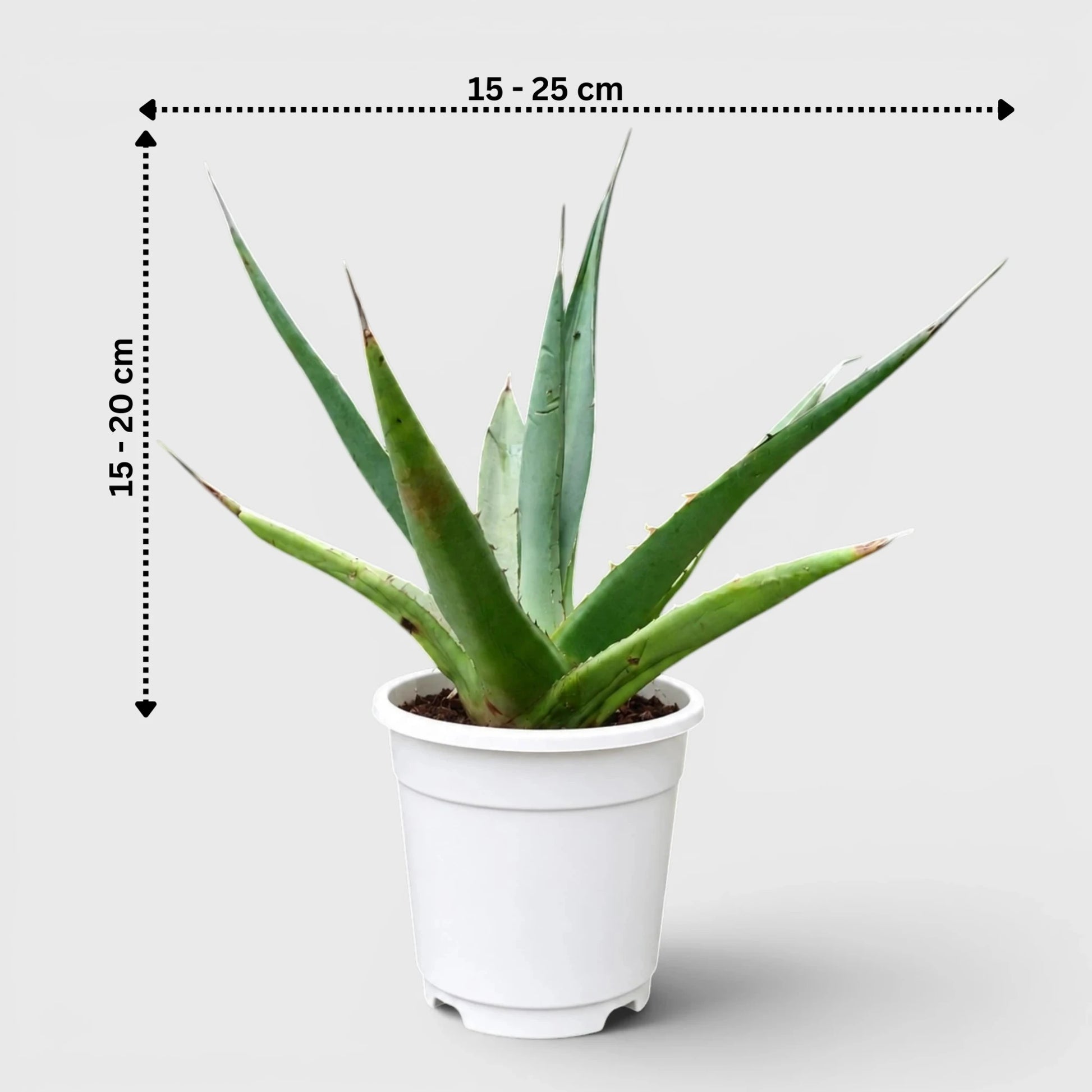 Rare Agave Purpusorum | Large Well Rooted Mature Succulent Plant