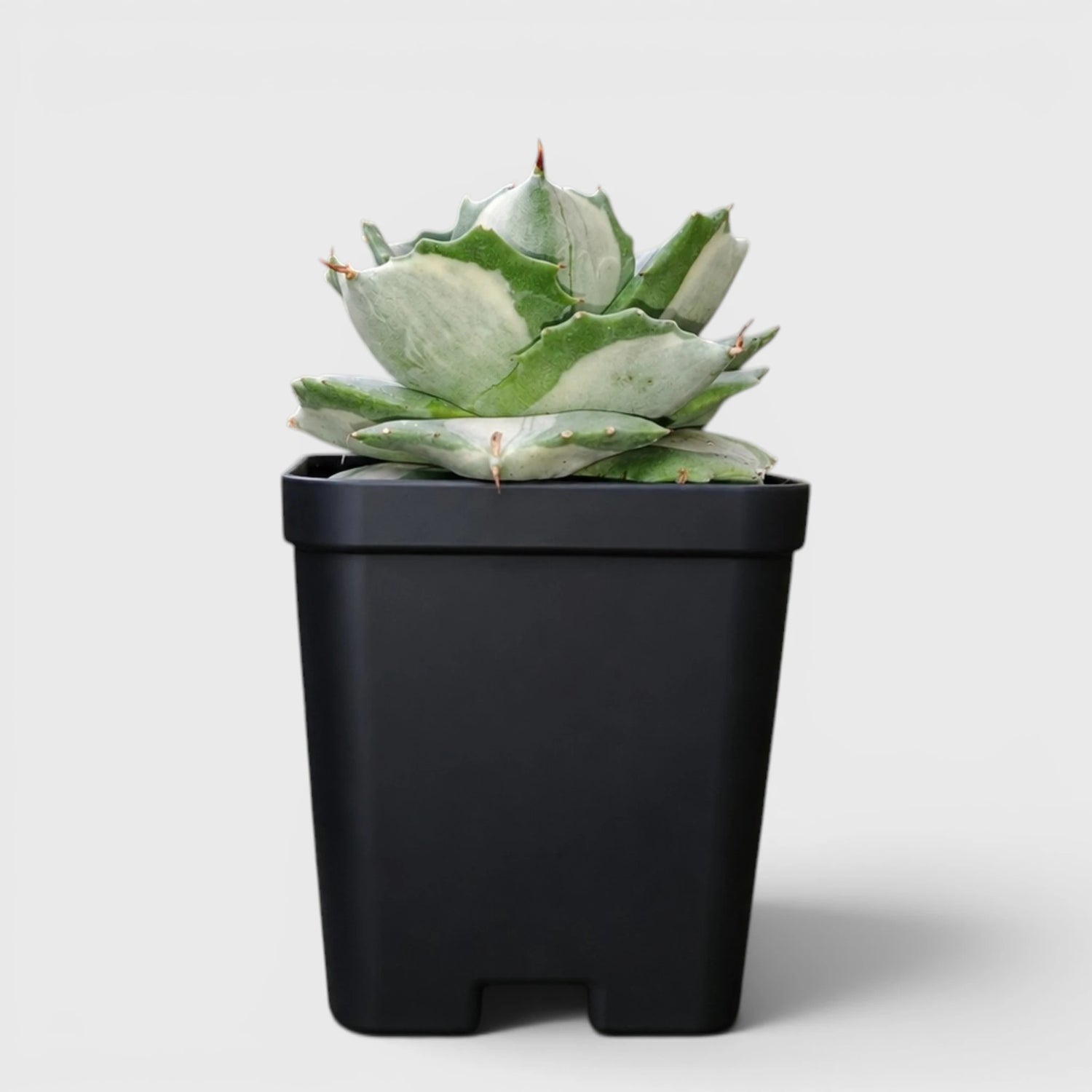 Rare Agave Potatorum Albo Variegata | Well Rooted Mature Variegated Succulent