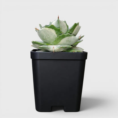Rare Agave Potatorum Albo Variegata | Well Rooted Mature Variegated Succulent
