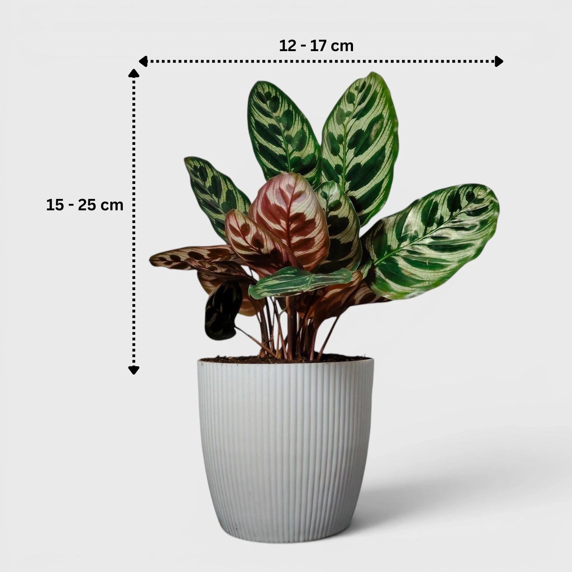 Peacock Plant – Calathea Makoyana (Cathedral Windows Plant) - Live Plant