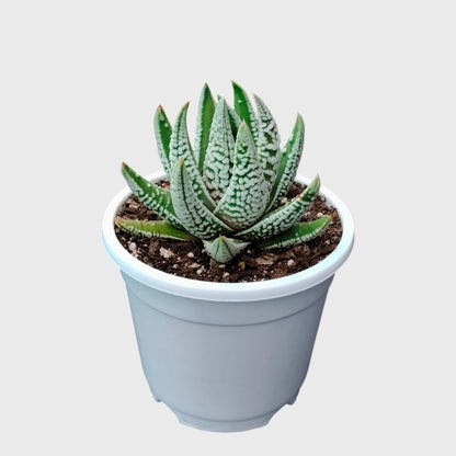 Super White Haworthia Pumila Tears of Angel Hybrid – Rare Premium Collector Succulent