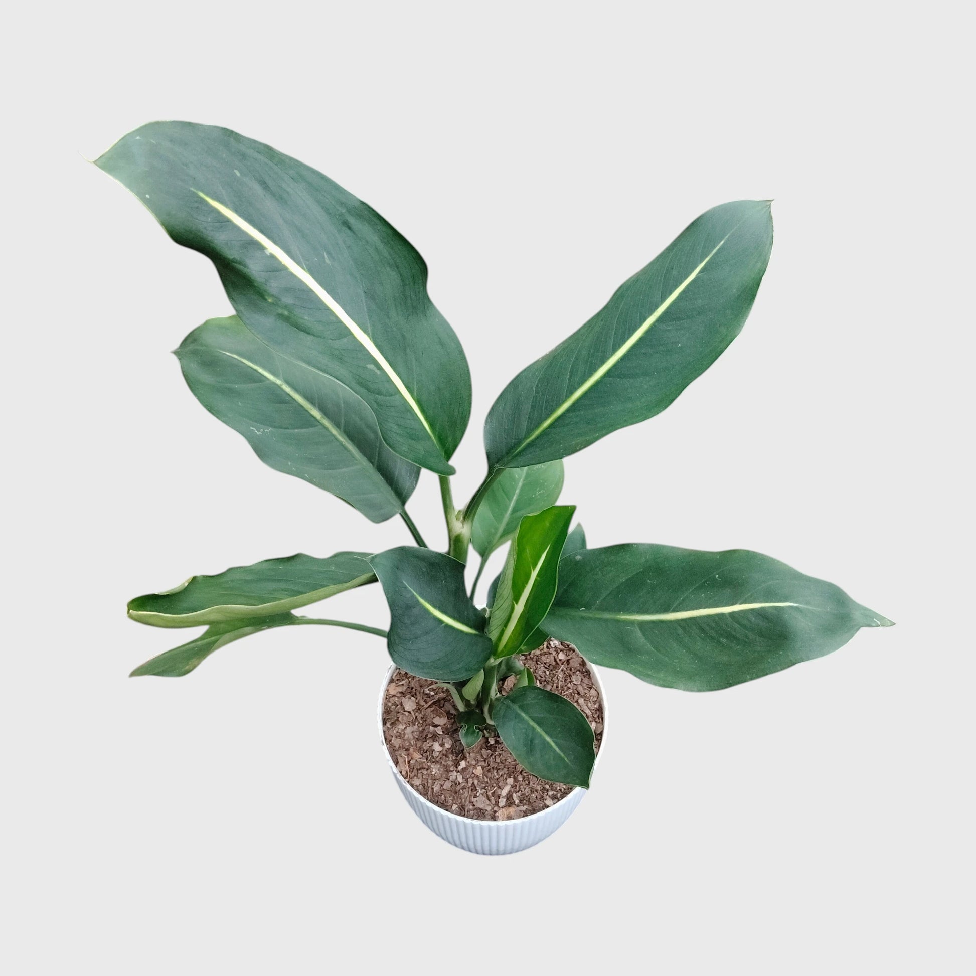 Dieffenbachia Oerstedii – Premium Modern Indoor Statement Plant | With Pot