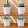 Premium Echeveria Collection of 4 | Mature Live Succulent Plants Combo