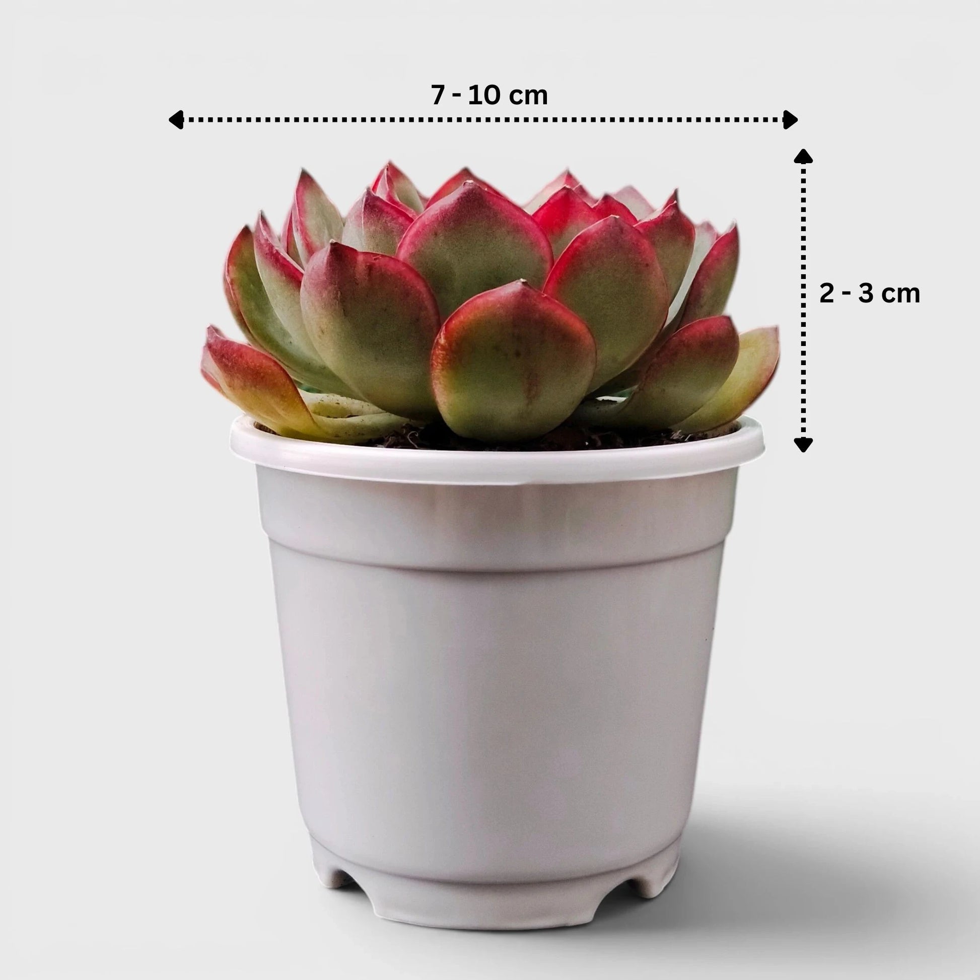 Echeveria Pulidonis – Red Edge Rosette Succulent | Premium Indoor & Balcony Plant