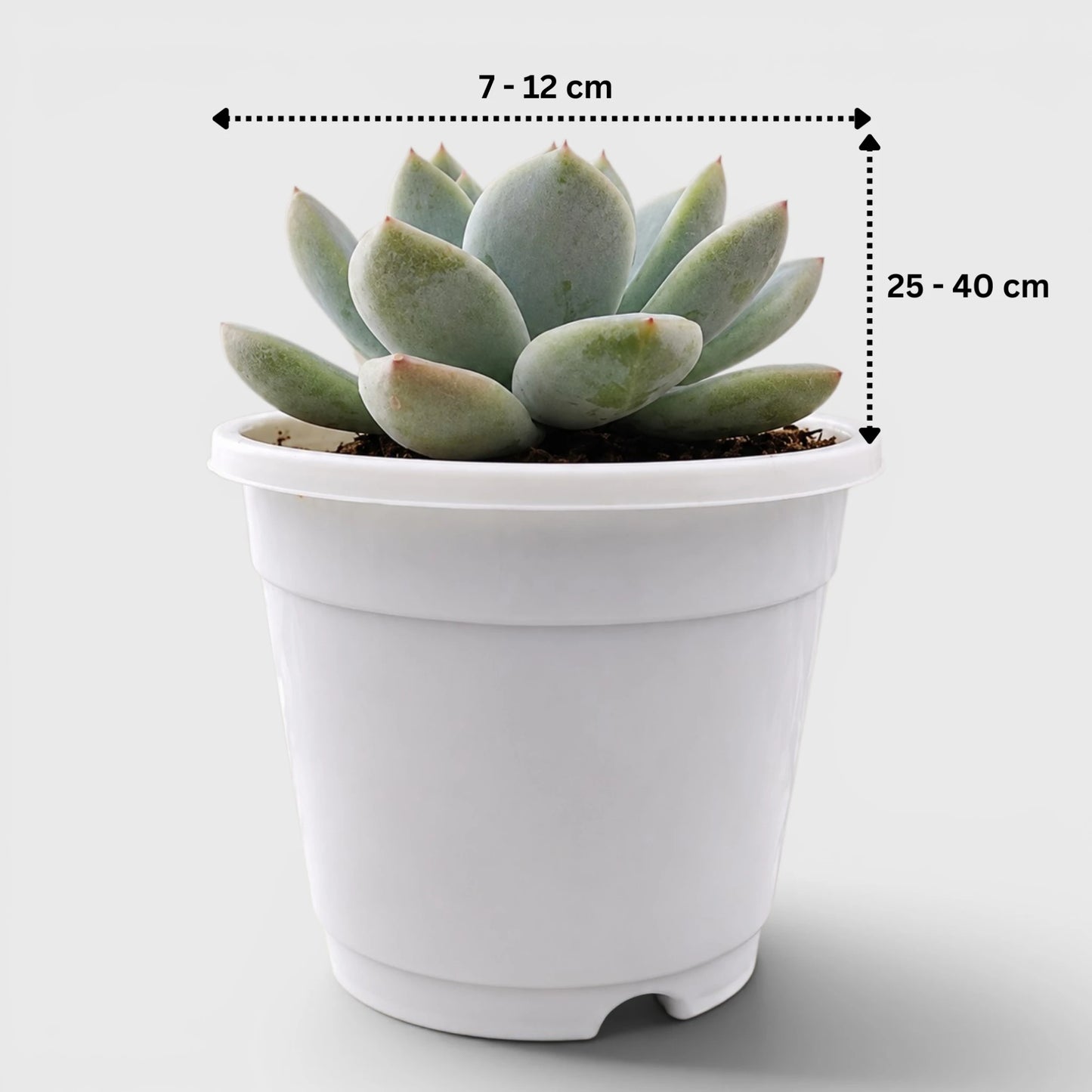 Echeveria Alba Beauty | Well Rooted Mature Rosette Succulent