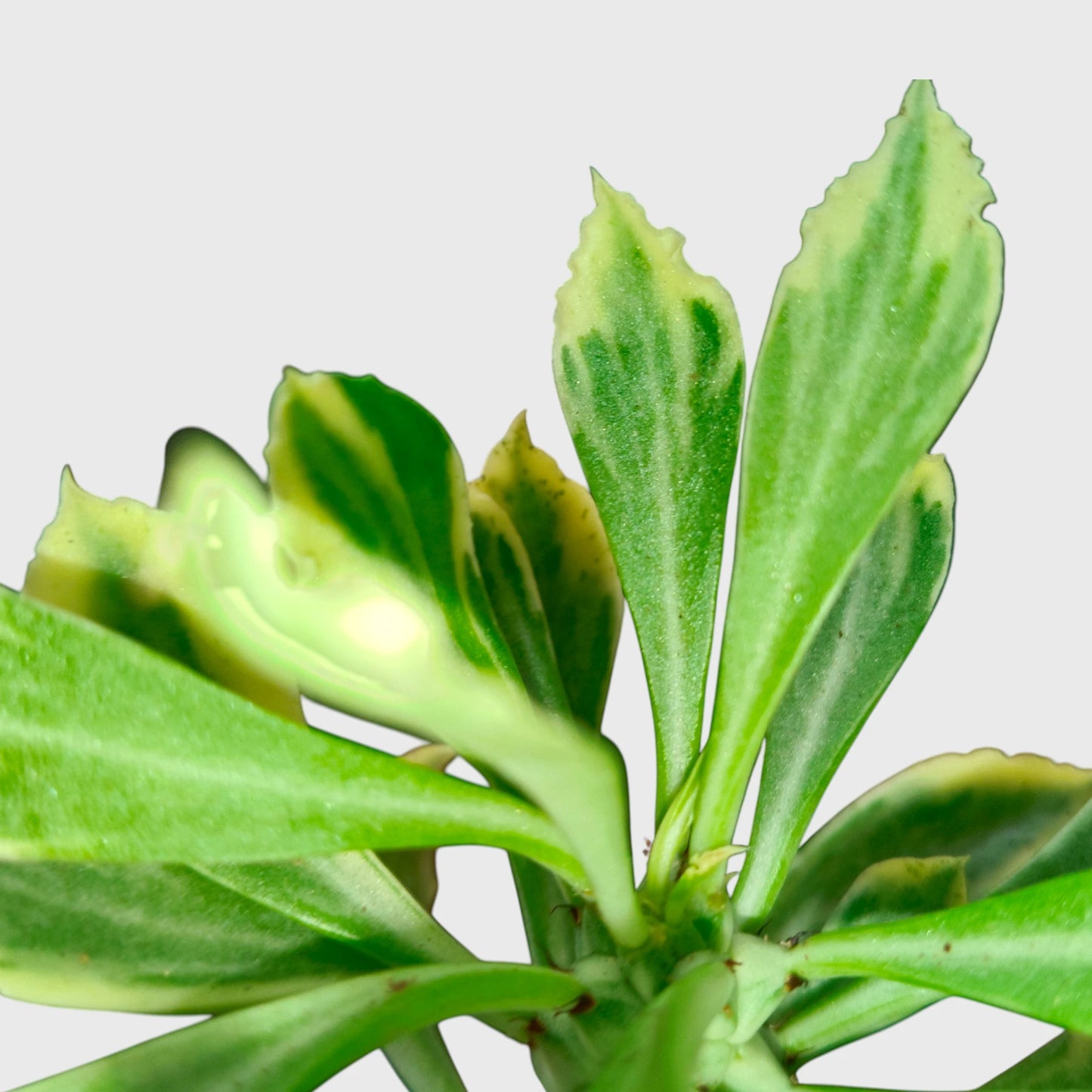 Rare Euphorbia Monadenium Stapelioides Variegata | Well Rooted Mature Variegated Succulent