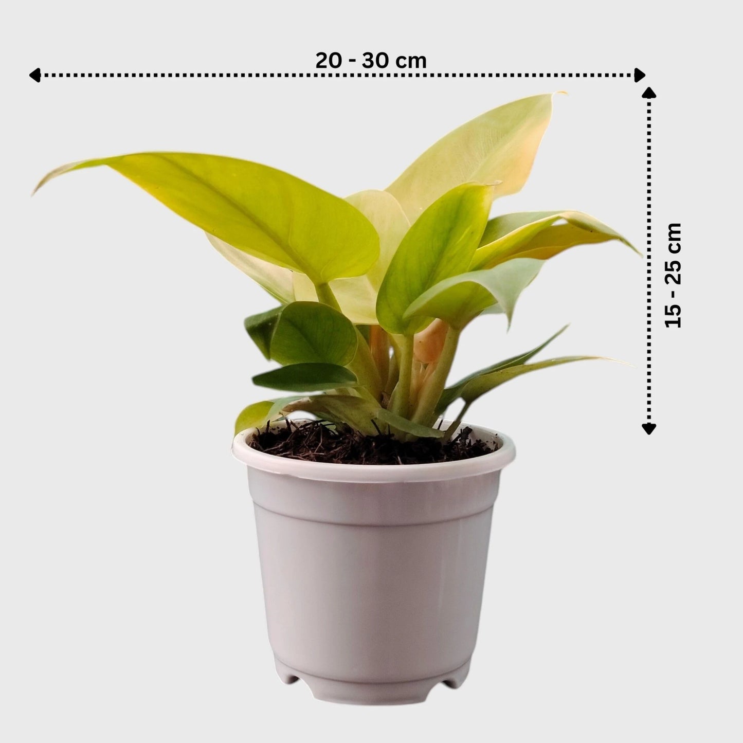 Well rooted Golden Melinonii plant
