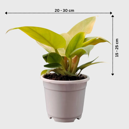 Well rooted Golden Melinonii plant
