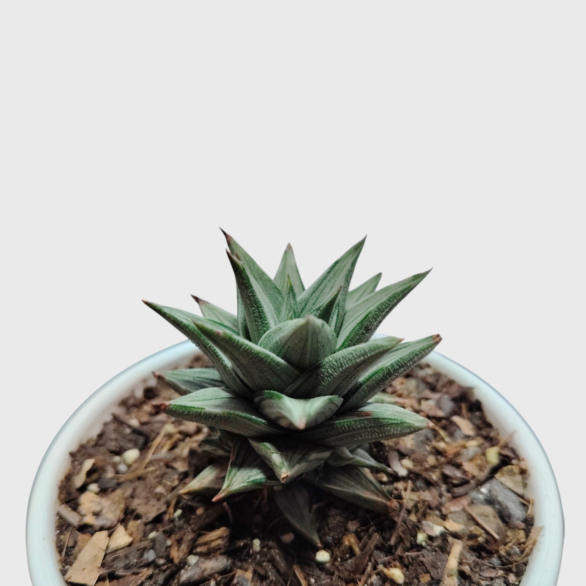 Haworthia Tortuosa Variegated - Rare Imported Succulent Plant | With Pot