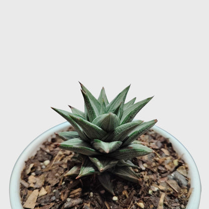 Haworthia Tortuosa Variegated - Rare Imported Succulent Plant | With Pot