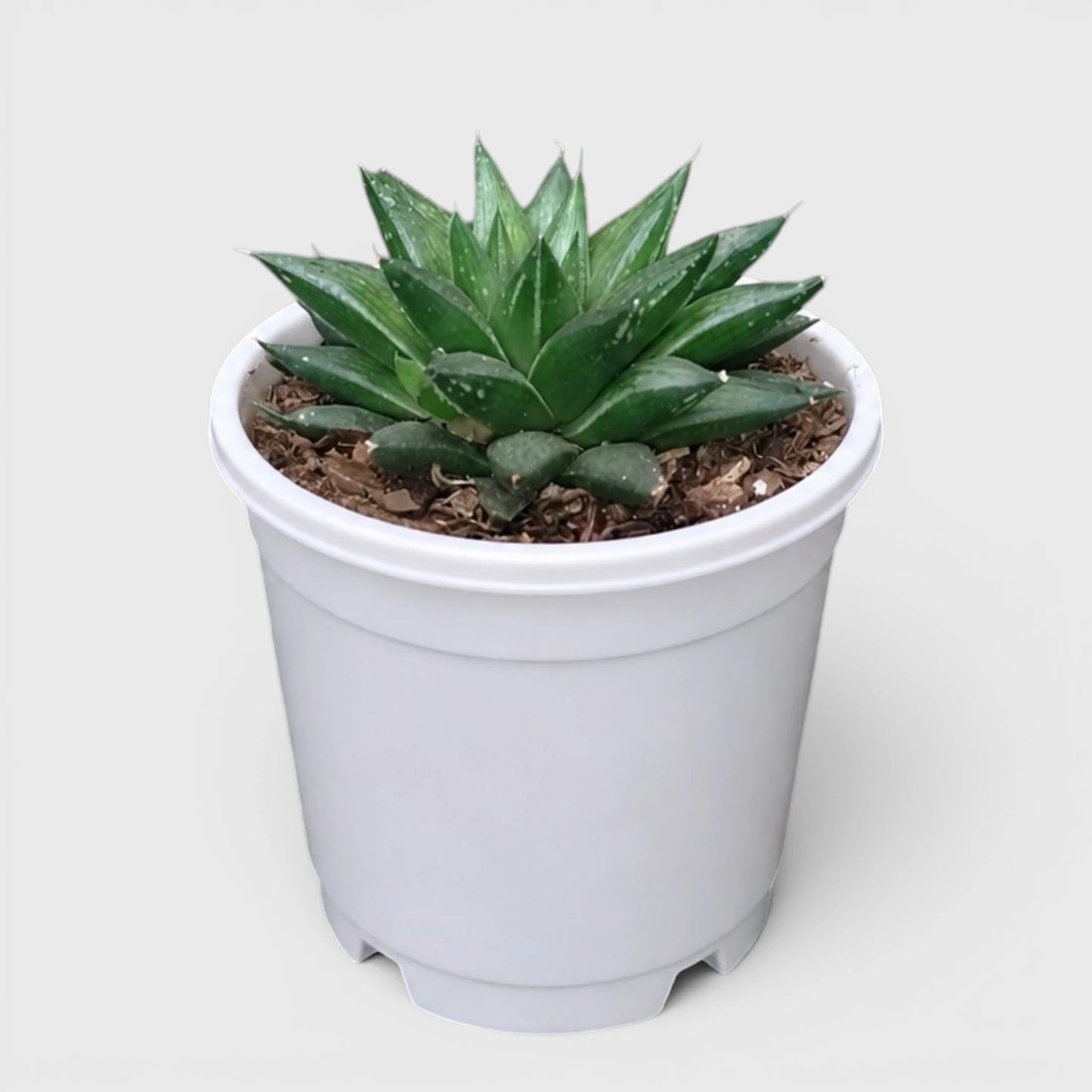 Rare Haworthia Mucronata | Compact Window Succulent Plant