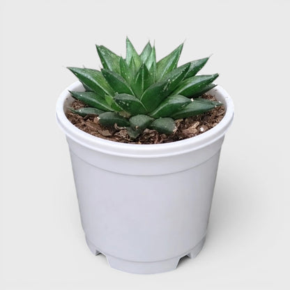 Rare Haworthia Mucronata | Compact Window Succulent Plant