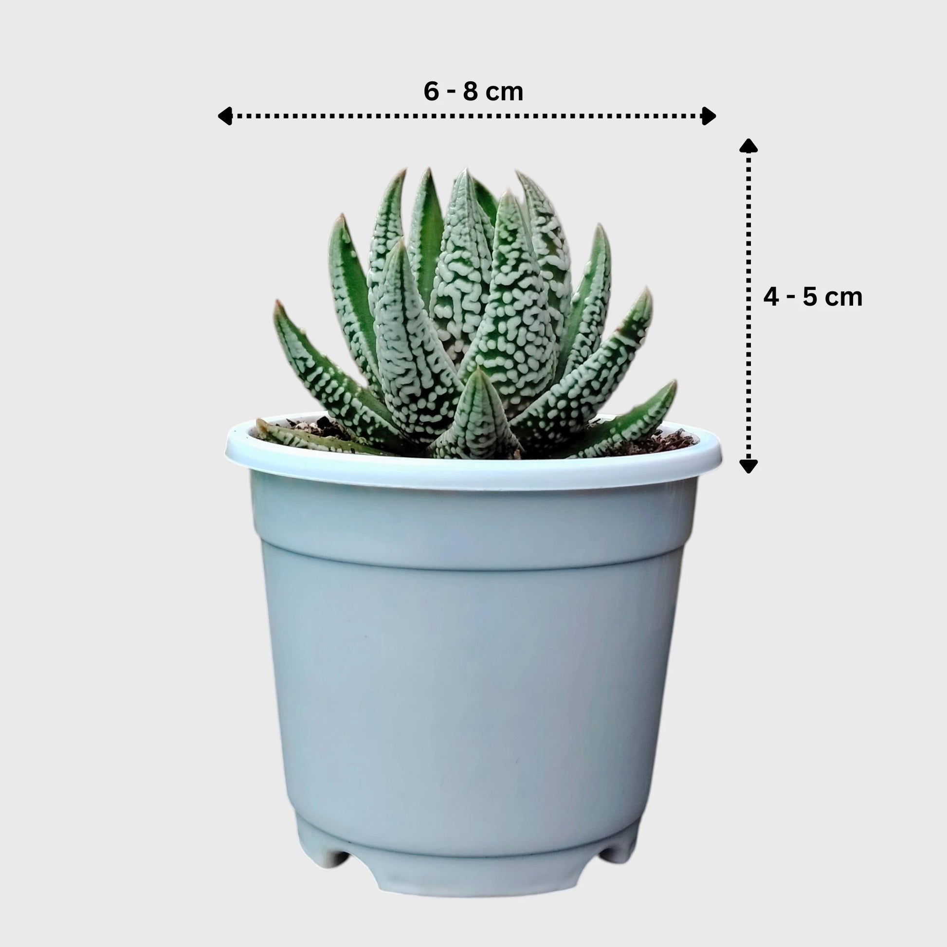 Super White Haworthia Pumila Tears of Angel Hybrid – Rare Premium Collector Succulent