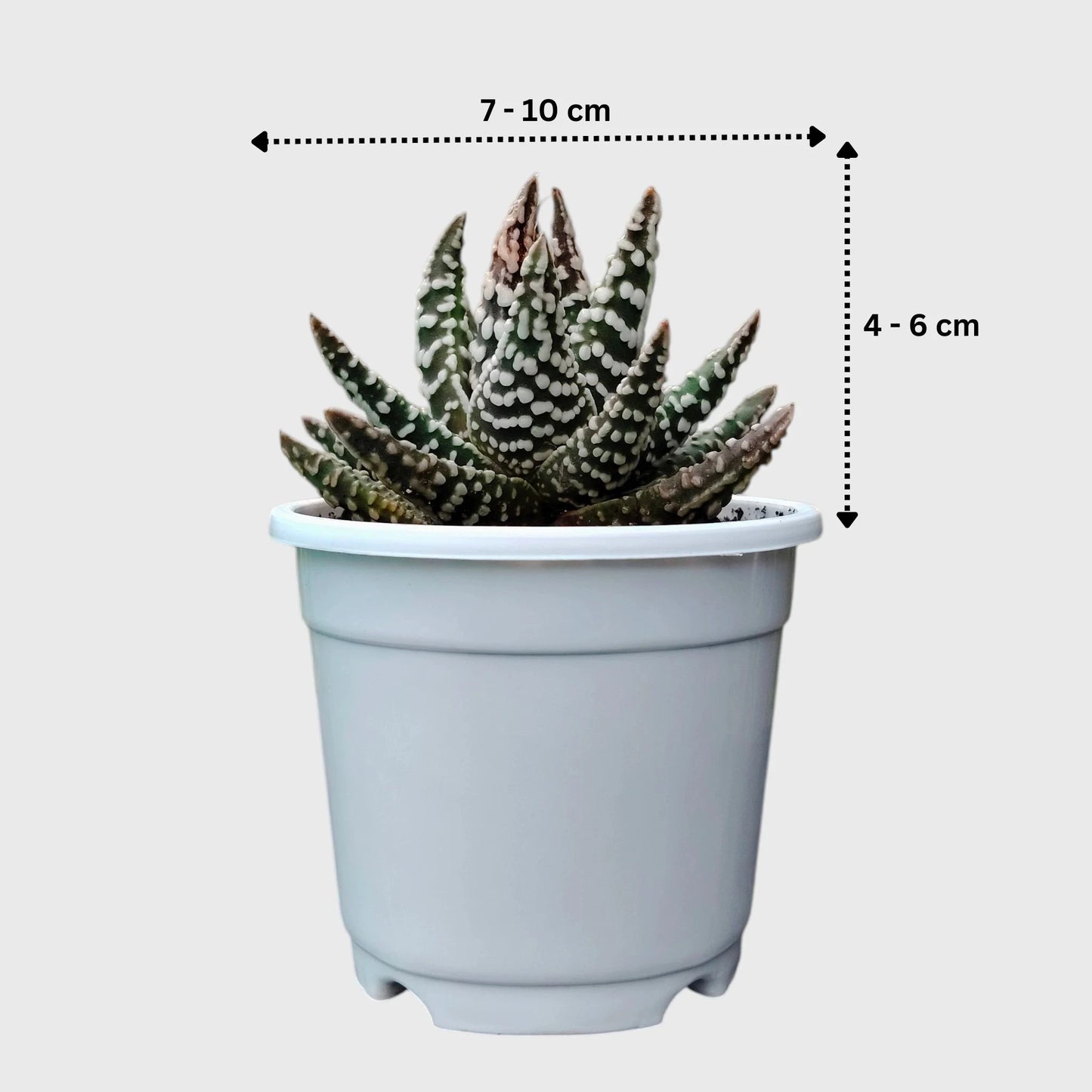 Haworthia Pumila 'Tears of Angel' Dotted – Collector Textured Succulent Indoor Plant | Perfect for Home Decor