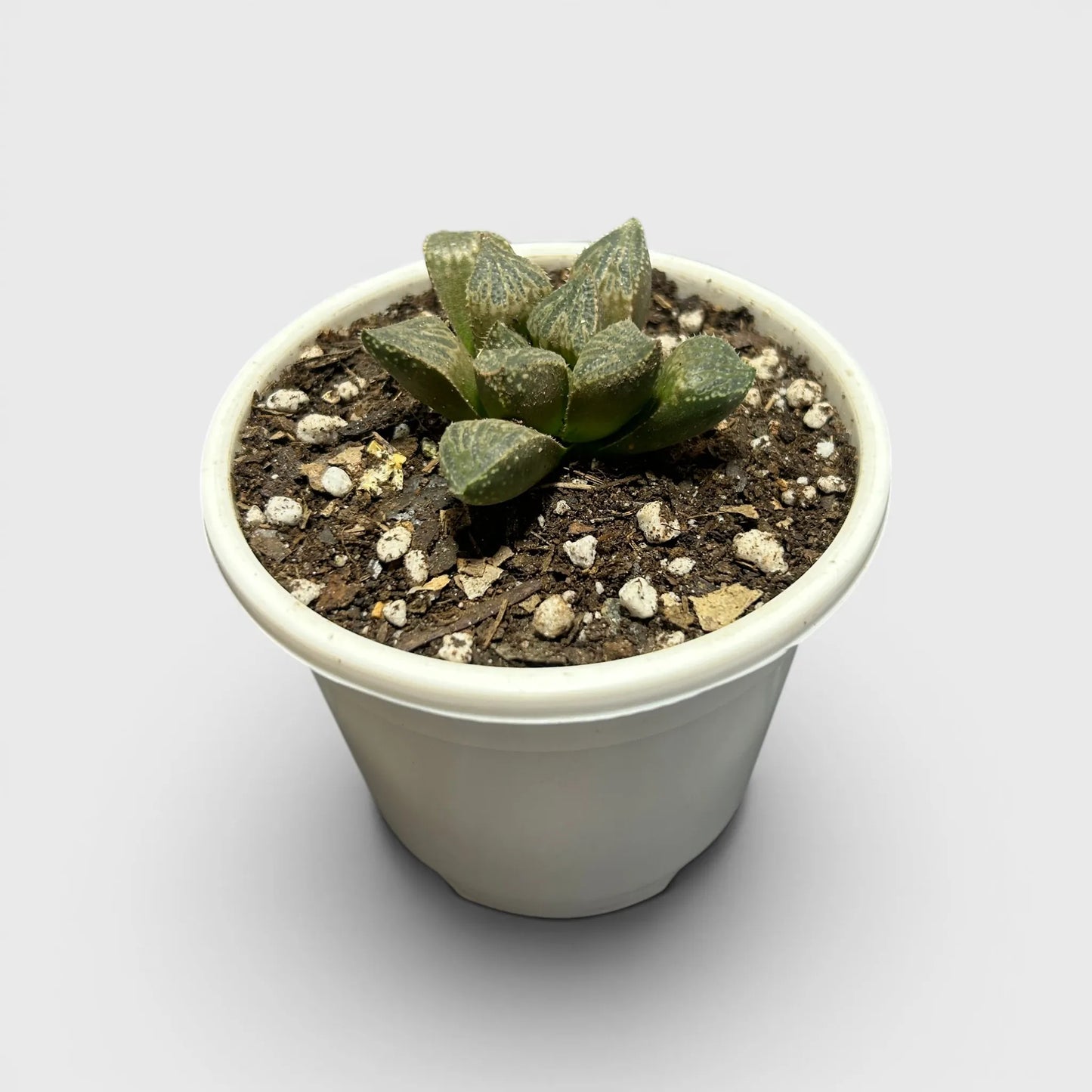 Rare Haworthia Splendens Hybrid SR001 | Seed Grown Collector Succulent | Bare Rooted