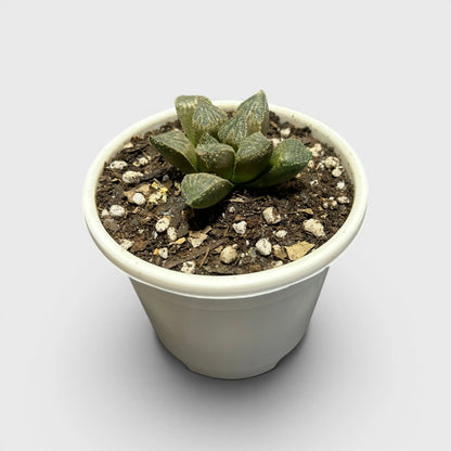 Rare Haworthia Splendens Hybrid SR001 | Seed Grown Collector Succulent | Bare Rooted