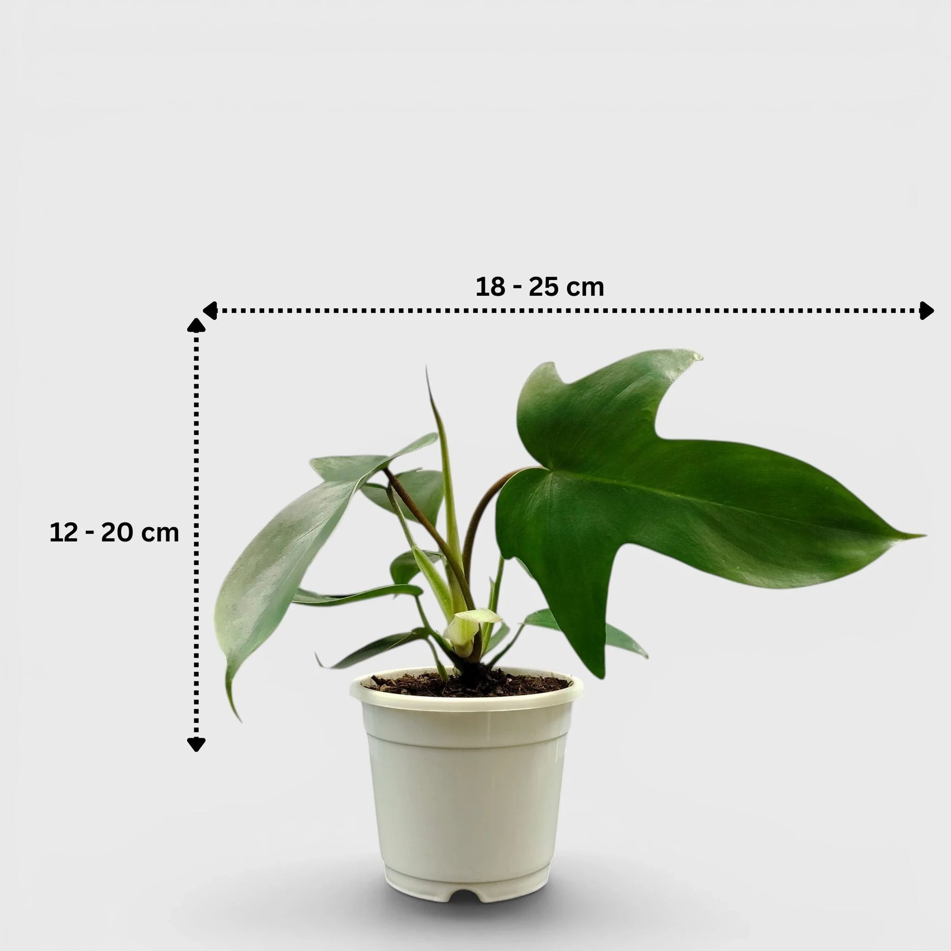 Philodendron Florida Beauty Non-Variegated – Premium Green Collector Philodendron