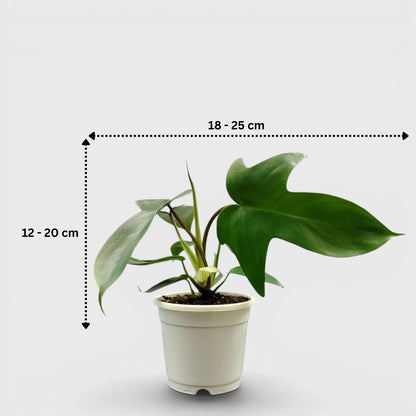 Philodendron Florida Beauty Non-Variegated – Premium Green Collector Philodendron