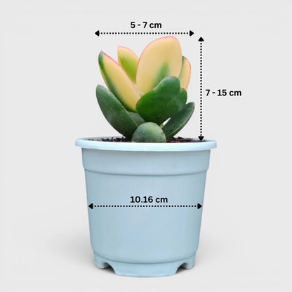 Rare Golden Crassula Ovata Maruba Variegated Tricolor | Well Rooted Mature Lucky Jade Plant