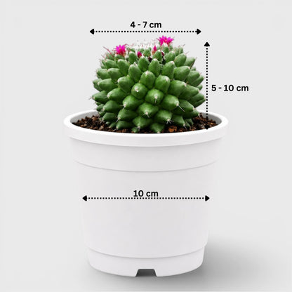 Mammillaria Polythele | Mature Flowering Cactus Live Plant
