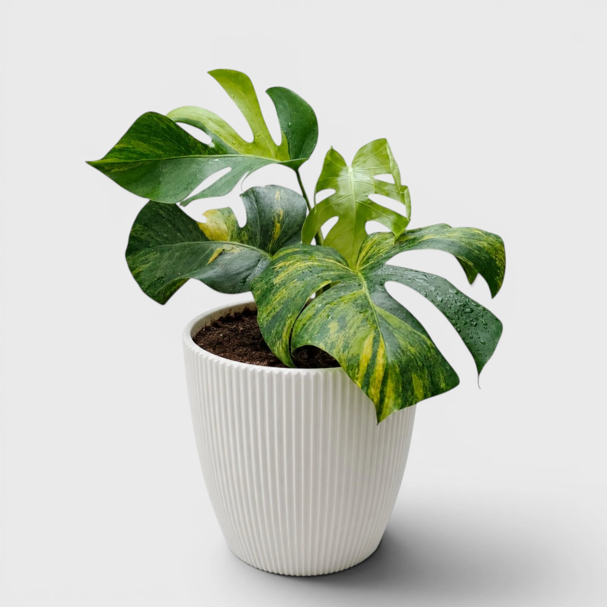 Rare Monstera Aurea Variegated | Premium Variegated Monstera Live Plant