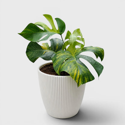 Rare Monstera Aurea Variegated | Premium Variegated Monstera Live Plant