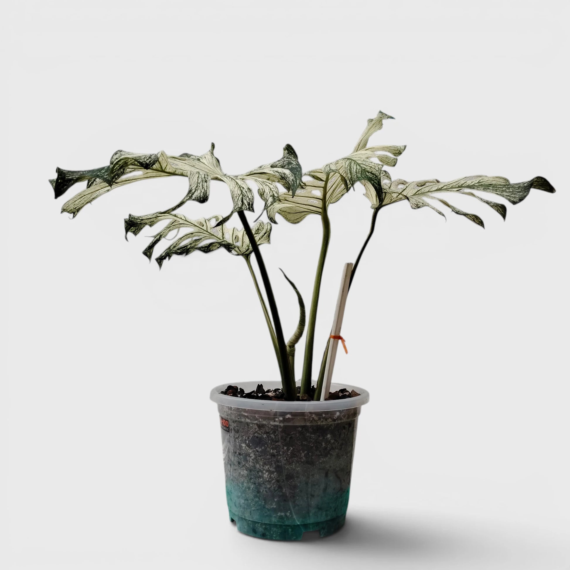 Rare Monstera 'Devil Monster' – Giant Fenestrated Monstera